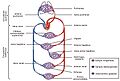 2101 Blood Flow Through the Heart esp