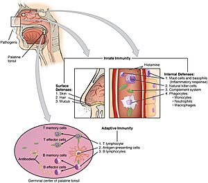 Archivo:2211 Cooperation Between Innate and Immune Responses