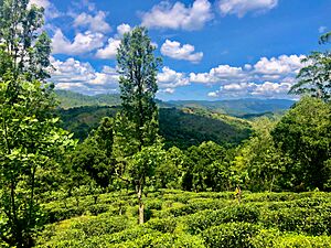 Archivo:A beautiful morning in a tea estate