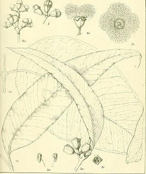 Archivo:A critical revision of the genus Eucalyptus (1903) (20524008050)