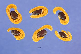 Acacia cyclops seeds.jpg
