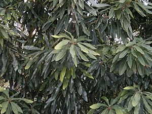 Archivo:Alloxylon foliage Stony Rge