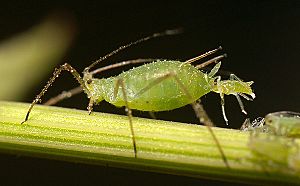 Archivo:Aphid-giving-birth