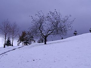 Archivo:Apple tree in winter Baztán