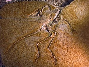 Archivo:Archaeopteryx lithographica (Eichstätter Specimen)