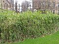 Arundinaria pumila2
