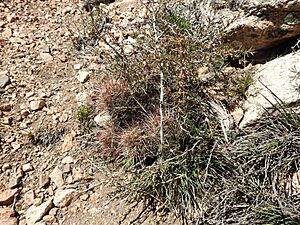 Archivo:Austrocactus philippii 6