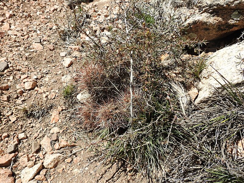 Austrocactus philippii 6