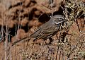 BELL'S SPARROW (canescens?) 9-18-05 (bird 3a) Carrizo Plain Nat Mon, SLO County, CA (1544042599)