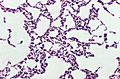 Bacillus coagulans 01