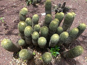 Archivo:Biznaga partida parada (Coryphantha erecta) 0058