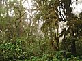 Bosquenublado yungas sanandres salta
