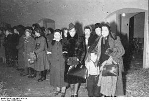 Archivo:Bundesarchiv Bild 146-2005-0128, Rumänien, Festnahme von Juden