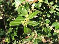 Buxus sinica