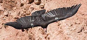 Archivo:Californian Condor 50 MC