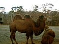 Camelus ferus prague zoo