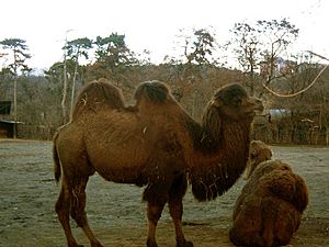 Archivo:Camelus ferus prague zoo