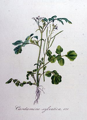 Archivo:Cardamine sylvatica — Flora Batava — Volume v8
