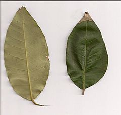 Archivo:Choricarpia leptopetala leaves