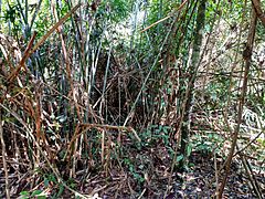 Archivo:Clytoctantes atrogularis, bamboo habitat, Jaci-Paraná, Rondônia