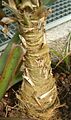 Coccothrinax alata BotGardBln0712201C