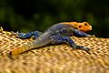 Colourful lizard sitting still for a portrait in the Mali region of Mopti (32071933794)