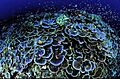 Coral (6411046401)