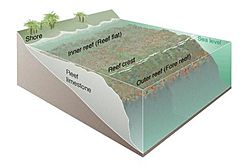 Archivo:Coral reef diagram