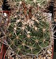 Coryphantha nickelsiae 01