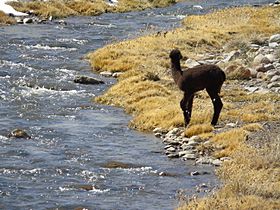 Cría de Alpaca en Río Seco Zapahuira.jpg