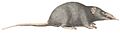 Crocidura indica - 1700-1880 - Print - Iconographia Zoologica - Special Collections University of Amsterdam -(white background)