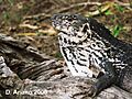 Ctenosaura palearis macho