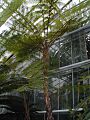 Cyathea cooperi
