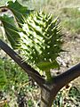 Datura stramonium-frutos-1