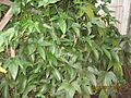 Dioscorea trifida