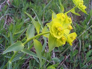 Euphorbia serrata FlowersCloseup 11April2009 CampoCalatrava.jpg