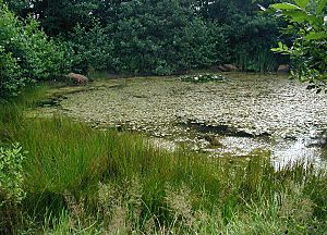 Archivo:Eutrophic pond