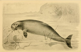 Extinct Monsters (1893) Sea Cow