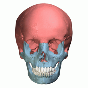 Archivo:Facial bones and Cranial bones - animation01