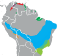 Gracilinanus