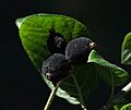 Guettarda uruguensis (palo cruz) fruto