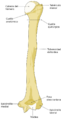 Húmero derecho posterior