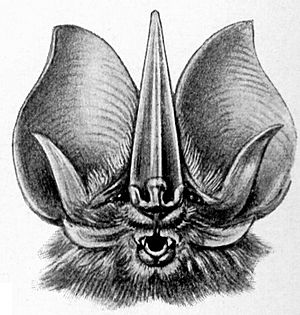 Archivo:Haeckel Chiroptera Lonchorhina aurita 2