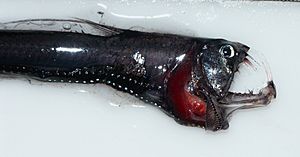 Archivo:Head of a pacific Viperfish 4037