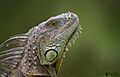 Iguana verde en Florida