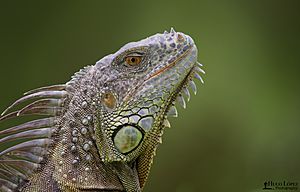 Archivo:Iguana verde en Florida