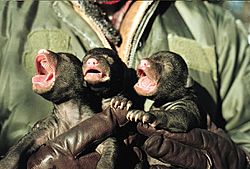 Archivo:Inspecting Newborn Black Bear Cubs