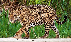 Archivo:Jaguar (Panthera onca palustris) male Three Brothers River 2 (cropped)