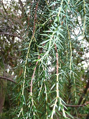 Archivo:Juniperus cedrus 01 leaves 1 by Line1
