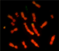 Karyotype of tammar wallaby (Macropus eugenii)